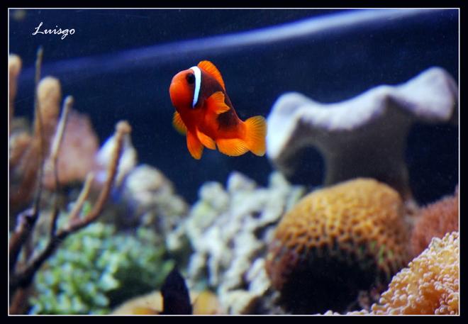 saltwater fish - amphiprion frenatus - tomato clownfish stocking in 125 gallons tank - Tomato Clown  in my 125 gallons reef