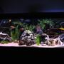 125 gallons freshwater fish tank (mostly fish and non-living decorations) - 125 Gallon African Cichlid Tank