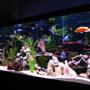 fish tank picture - Longer View