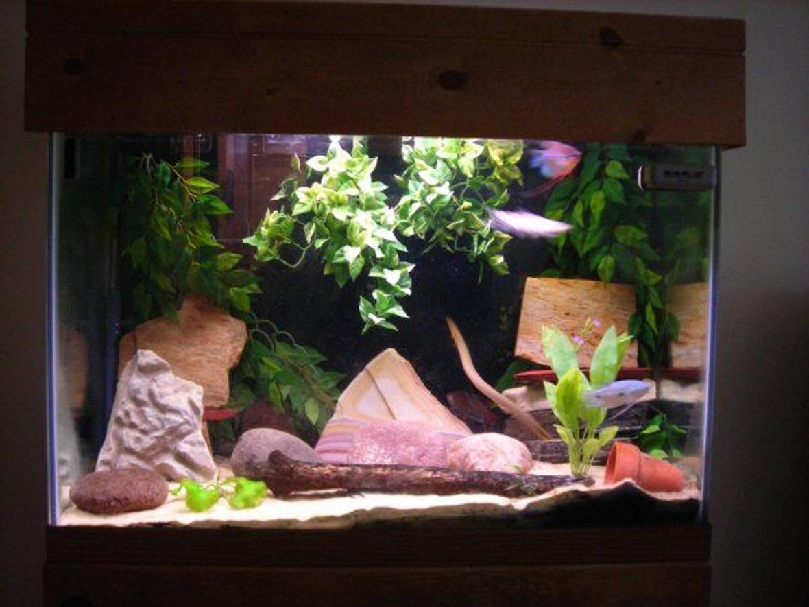 65 gallons freshwater fish tank (mostly fish and non-living decorations) - 65 Gallon, mostly loaches and gouramis