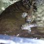 freshwater fish - periophthalmus modestus - mudskipper stocking in 110 gallons tank - Mud Skippers 2