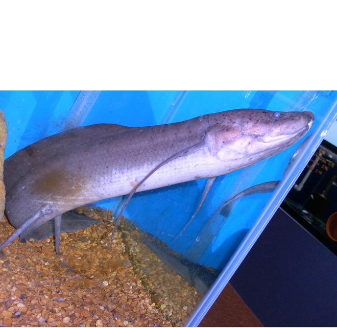 freshwater fish - protopterus annectens annectens - lungfish stocking in 110 gallons tank - Lung Fish