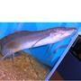 freshwater fish - protopterus annectens annectens - lungfish stocking in 110 gallons tank - Lung Fish