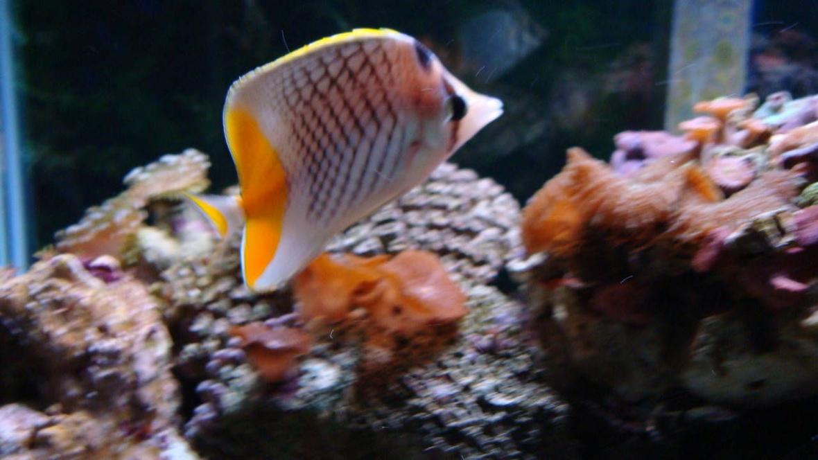 saltwater fish - chaetodon xanthurus - pearlscale butterfly stocking in 150 gallons tank - Butterfly Fish