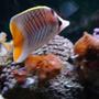 saltwater fish - chaetodon xanthurus - pearlscale butterfly stocking in 150 gallons tank - Butterfly Fish