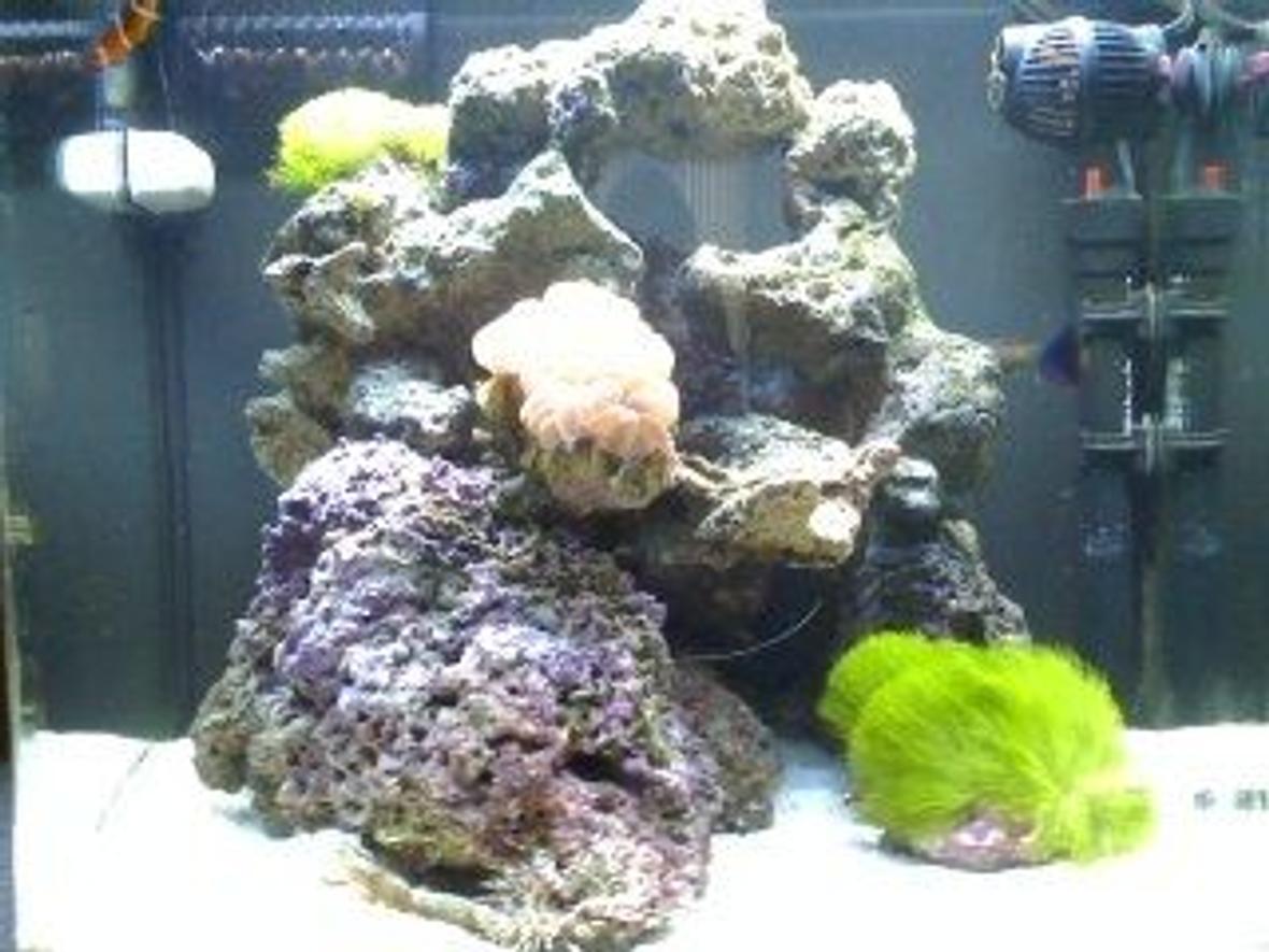 24 gallons reef tank (mostly live coral and fish) - 24gal Nano cube(4months old)