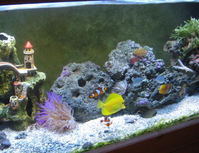 60 gallons reef tank (mostly live coral and fish) - my fish tank two years later