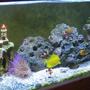 60 gallons reef tank (mostly live coral and fish) - my fish tank two years later