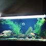 110 gallons freshwater fish tank (mostly fish and non-living decorations) - 110 gallon
