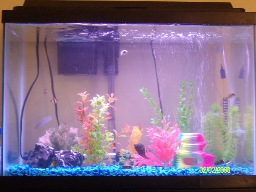 Rated #4306: 75 Gallons Freshwater Fish Tank - My 30 Gallon soon to be q-tank
4 Tiger Barbs
1 Yellow Chiclid
1 Convict Chiclid
2 Puffers
1 Freshwater Crab