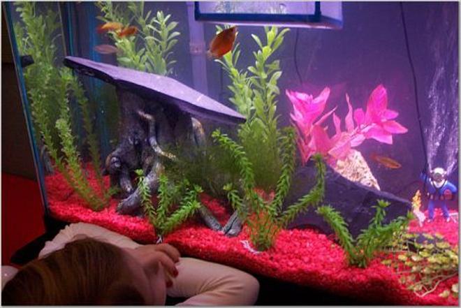 55 gallons freshwater fish tank (mostly fish and non-living decorations) - Eleanor looking at her fish