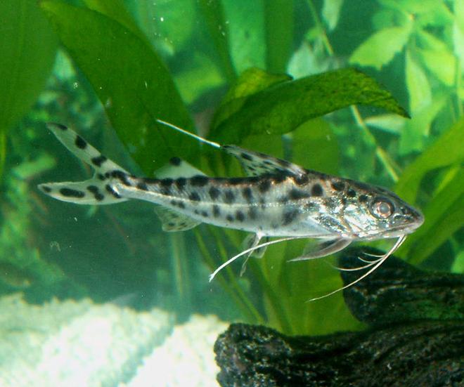 freshwater fish - pimelodus pictus - pictus cat stocking in 110 gallons tank - Pictus Catfish