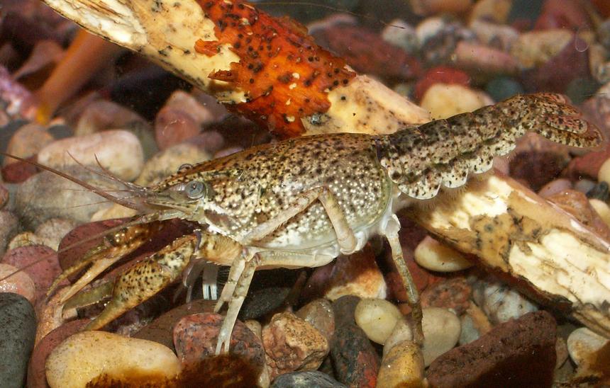 Rated #71: Corals Inverts - Procambarus Sp. - Marble Crayfish Stocking In 110 Gallons Tank - Crawdad