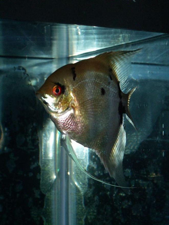 freshwater fish - pterophyllum sp. - silver zebra angel stocking in 110 gallons tank - Angelfish