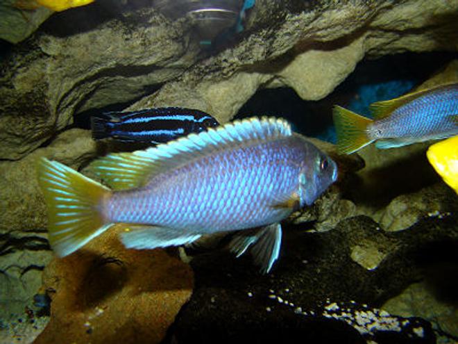 freshwater fish - pseudotropheus acei - acei cichlid stocking in 180 gallons tank - Pseudotropheus Acei