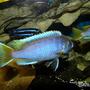 freshwater fish - pseudotropheus acei - acei cichlid stocking in 180 gallons tank - Pseudotropheus Acei