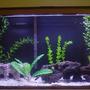 29 gallons freshwater fish tank (mostly fish and non-living decorations) - 29H work in progress standard 20w light/hood tetra whisper power filter couple of decor. red lava rock and assorted fake plants 2 electric yellow, 2 acei, 1 pleco, 1 upside-down catfish