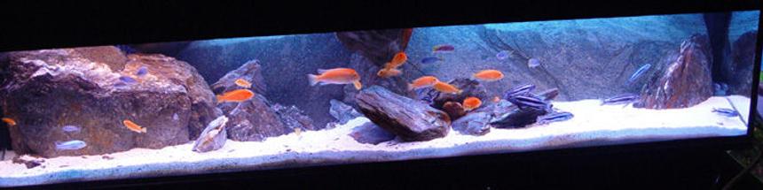 Rated #74: Freshwater Fish Tank - My Mbuna tank