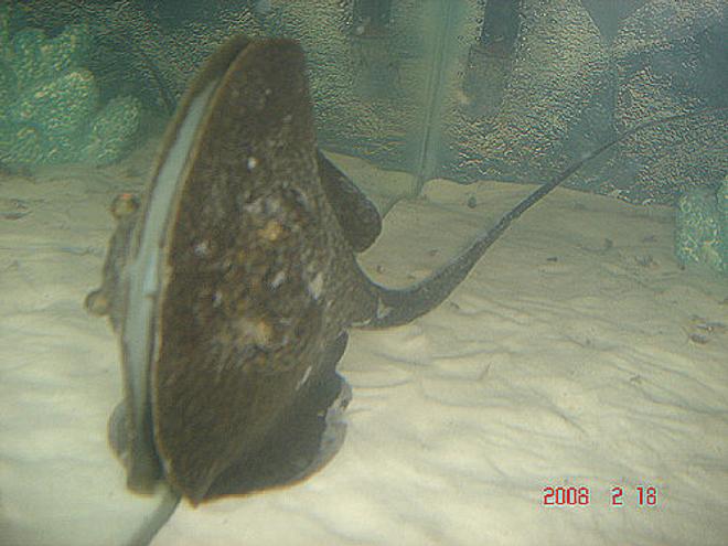 saltwater fish - urobatis halleri - round stingray - ray