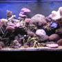 fish tank picture - closer view