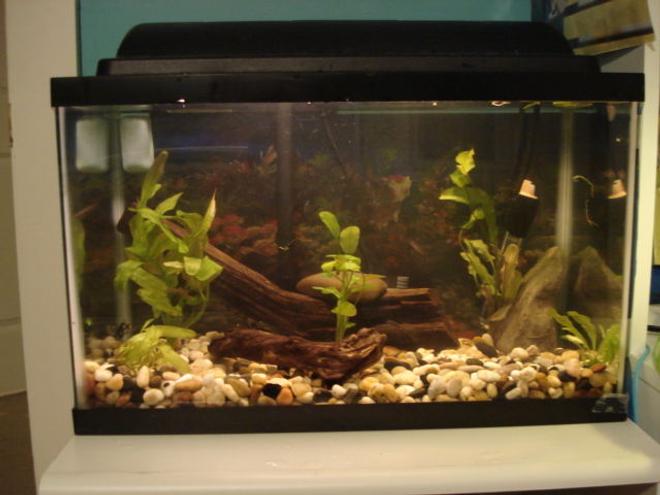 10 gallons planted tank (mostly live plants and fish) - 10 gallons