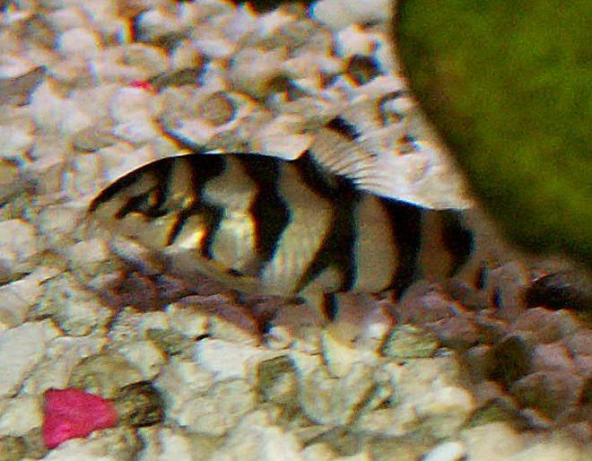 freshwater fish - schistura mahnerti - salween hillstream loach stocking in 110 gallons tank - Salween Loach