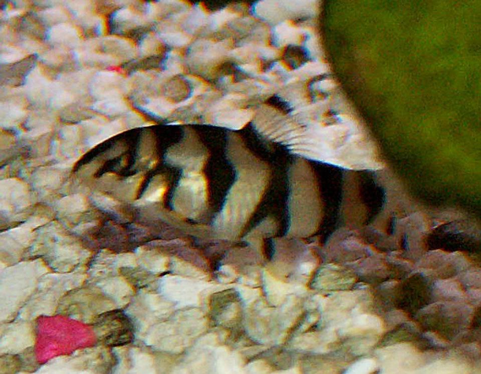 freshwater fish - schistura mahnerti - salween hillstream loach stocking in 110 gallons tank - Salween Loach