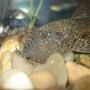 freshwater fish - peckoltia angelicus - angelicus pleco (l-05) stocking in 10 gallons tank - Bristle Nose Pleco