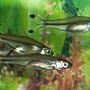freshwater fish - rasbora trilineata - scissortail stocking in 110 gallons tank - Scissortail Rasboras