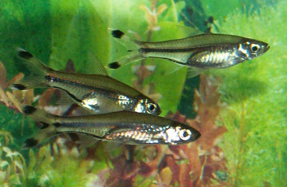 freshwater fish - rasbora trilineata - scissortail stocking in 110 gallons tank - Scissortail Rasboras