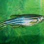 freshwater fish - danio rerio - zebra danio stocking in 110 gallons tank - Zebra Danio