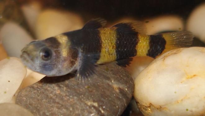 freshwater fish - brachygobius doriae - bumble bee goby stocking in 10 gallons tank - Bumblebee Goby