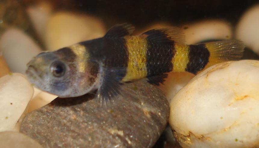Rated #1195: Freshwater Fish - Brachygobius Doriae - Bumble Bee Goby Stocking In 10 Gallons Tank - Bumblebee Goby