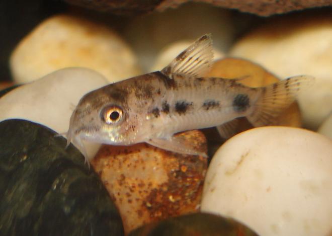 freshwater fish - corydoras pygmaeus - pygmy cory cat stocking in 10 gallons tank - Pygmy Cory Cat