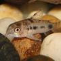 freshwater fish - corydoras pygmaeus - pygmy cory cat stocking in 10 gallons tank - Pygmy Cory Cat