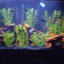 29 gallons freshwater fish tank (mostly fish and non-living decorations) - Over-stocked and loving it . . .