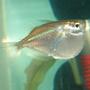 freshwater fish - gasteropelecus sternicla - silver hatchet stocking in 10 gallons tank - Silver Hatchetfish