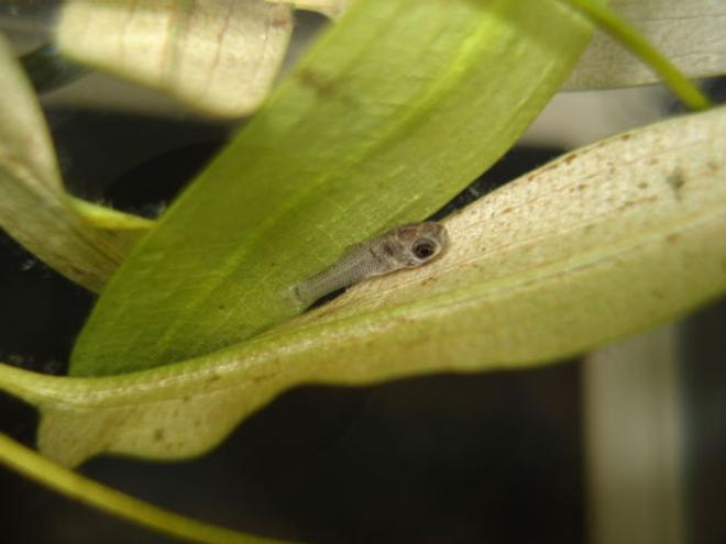 freshwater fish - poecilia latipinna - dalmatian molly stocking in 10 gallons tank - Dalmation Molly Fry