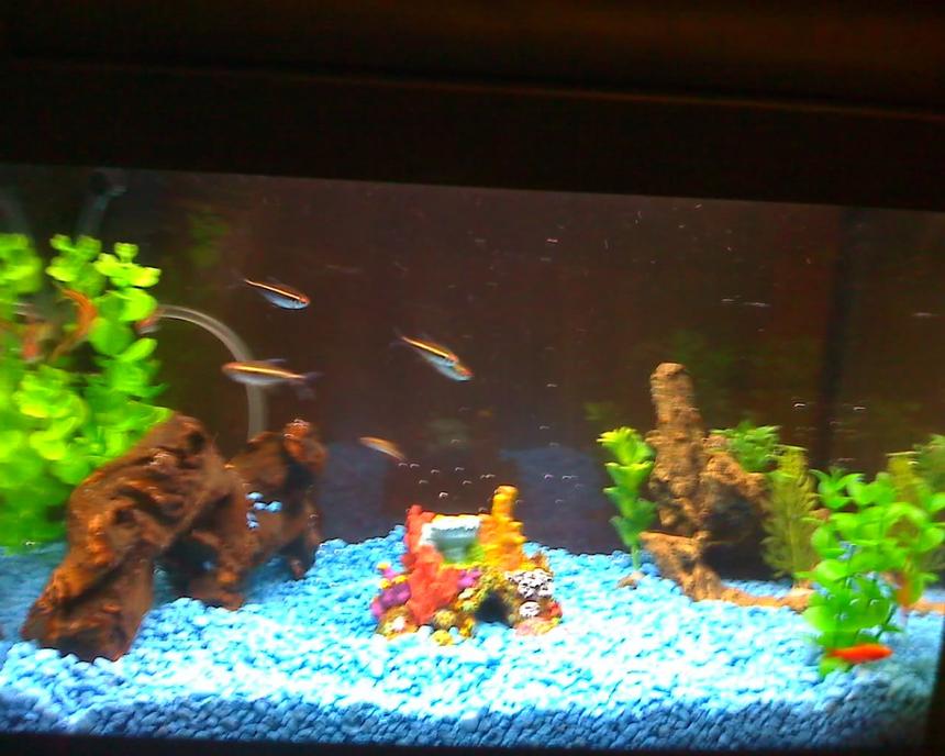 Rated #4117: 5 Gallons Freshwater Fish Tank - my daughters first tank