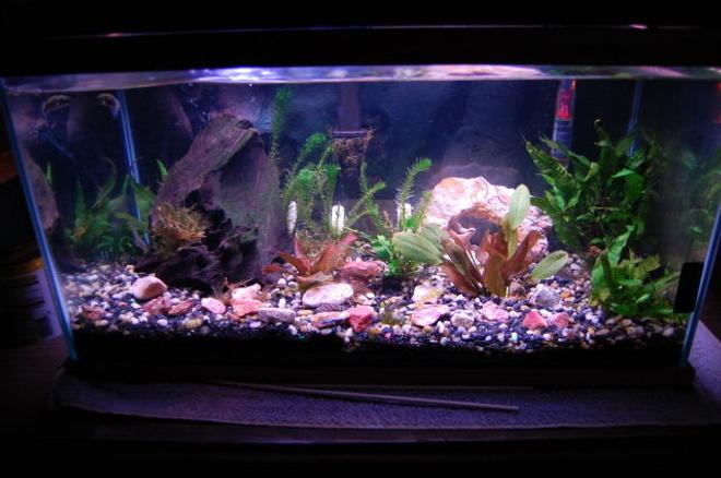 20 gallons planted tank (mostly live plants and fish) - My 20 gal. w/ green spotted puffer and 3 yoyo loaches