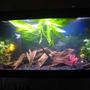 30 gallons freshwater fish tank (mostly fish and non-living decorations) - front view
