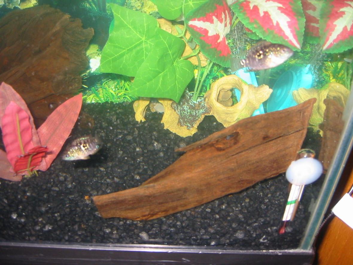 freshwater fish - ctenopoma acutirostre - leopard ctenopoma stocking in 30 gallons tank - 2 more brothers