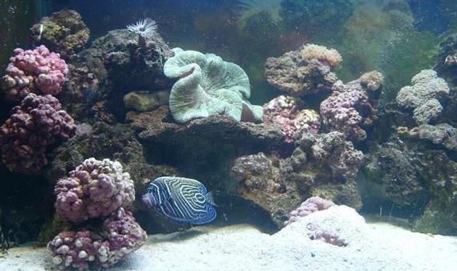 450 gallons reef tank (mostly live coral and fish) - my baby tank... my emp. is looking for food as always...  she is now in our 500 gal. diamond goby has made a home under his rock... which is never clean enough for him.... everyone is getting excited there on there way to to big tank!!!! watch for updates