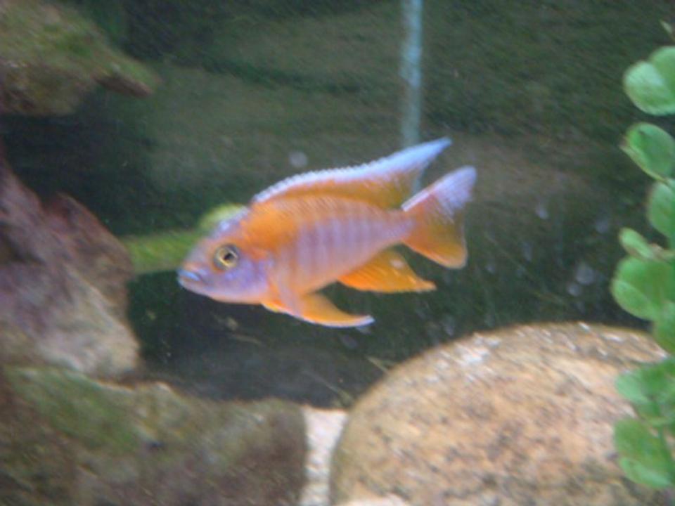 freshwater fish - aulonocara jacobfreibergi - eureka red stocking in 125 gallons tank - eureka red peacock male