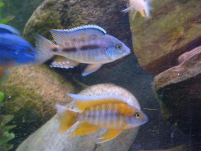 freshwater fish - protomelas taeniolatus - red empress stocking in 125 gallons tank - young red empress on top and eureka red as well