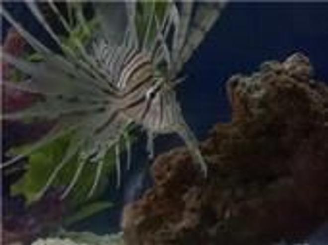 saltwater fish - pterois volitans - volitan lionfish stocking in 45 gallons tank - My Lionfish