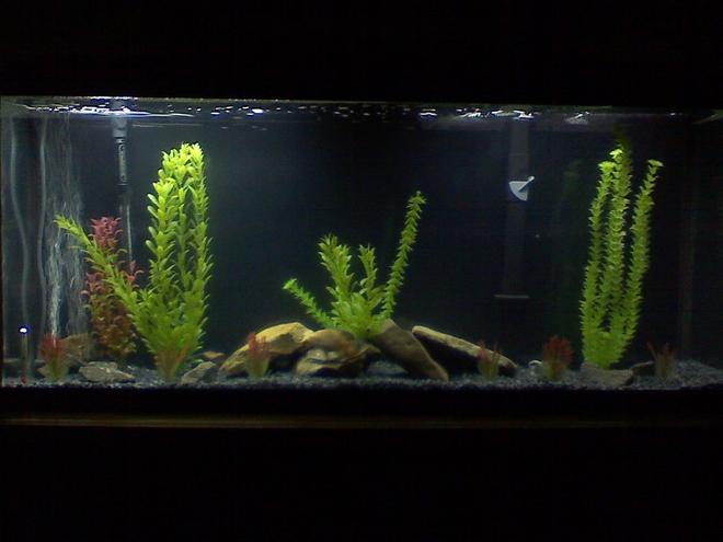 45 gallons freshwater fish tank (mostly fish and non-living decorations) - My 55 gal Oscar tank