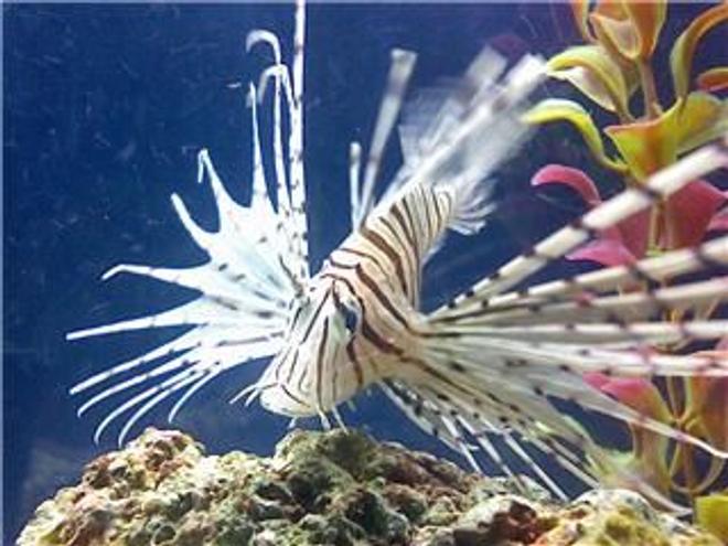 saltwater fish - pterois russelli - russell's lionfish stocking in 45 gallons tank - Lionfish