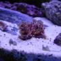 corals inverts - briareum sp. - starburst polyp stocking in 75 gallons tank - Green Star Polyps