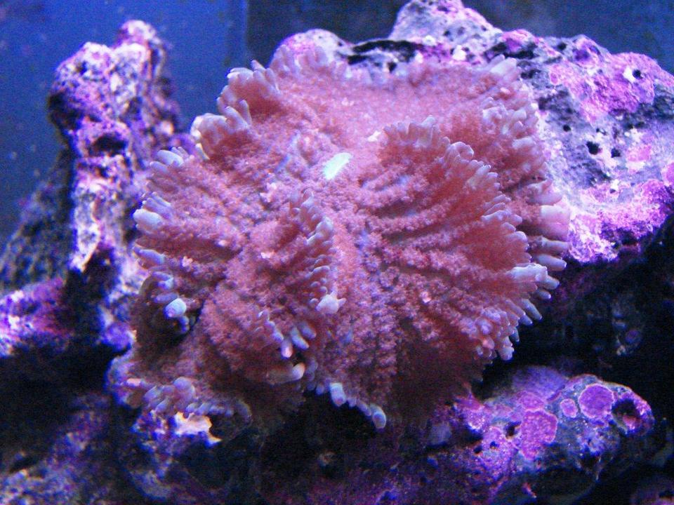 corals inverts - ricordea yuma - ricordea mushroom stocking in 75 gallons tank - Blue Ricordia Mushroom